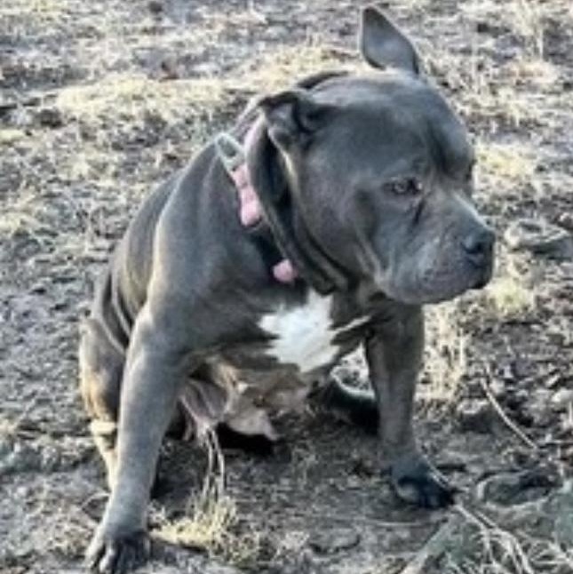 Sheba, an adoptable Pit Bull Terrier in Trenton, NJ_image-1
