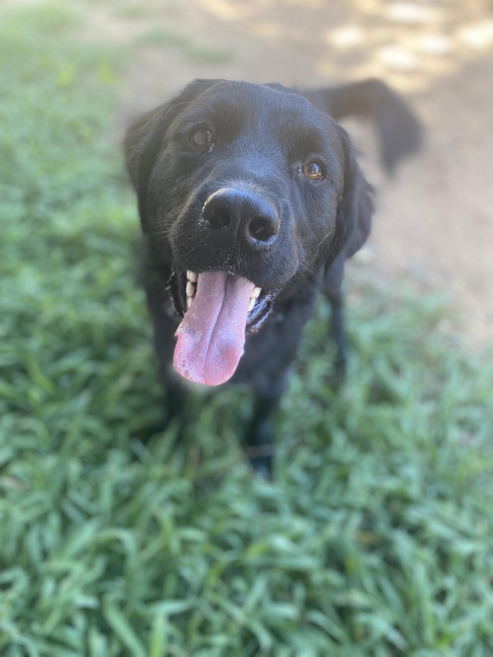 Nelson, a Adopted Retriever in Fort Worth, TX image 1/3