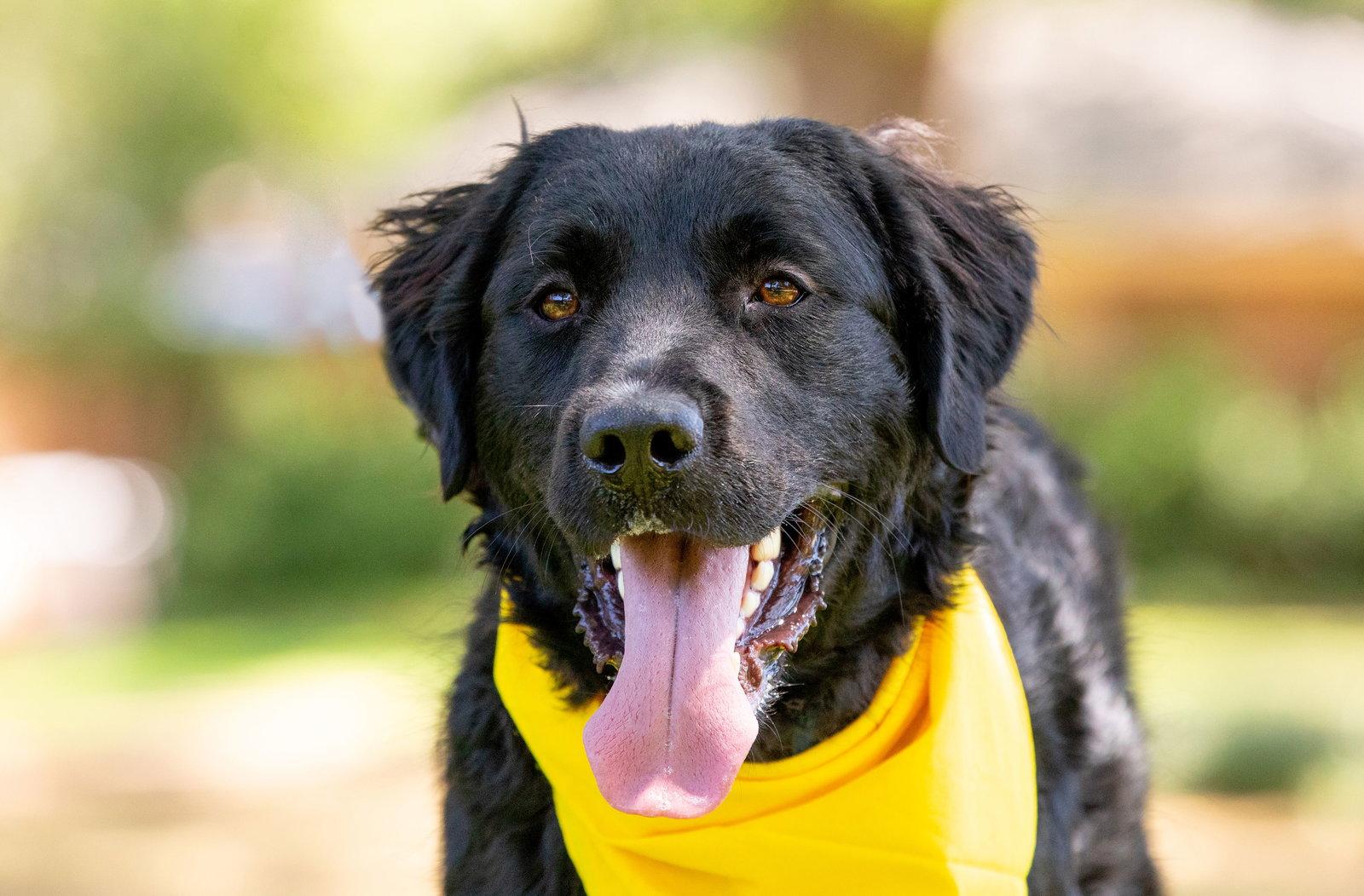 Nelson, a Adopted Retriever in Fort Worth, TX image 2/3