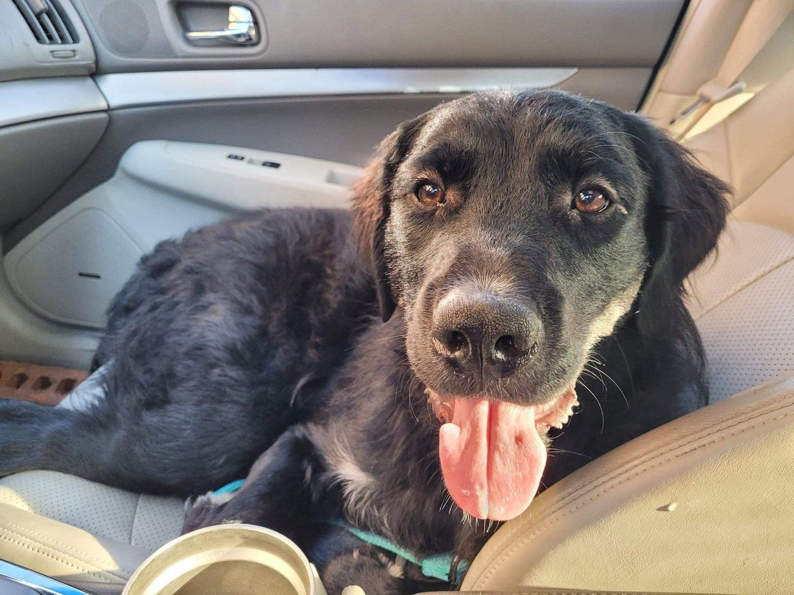 Nelson, a Adopted Retriever in Fort Worth, TX image 3/3