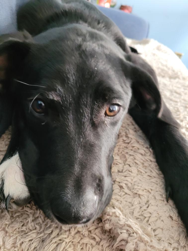 Charlie - Fostered in Massachusetts photo 2