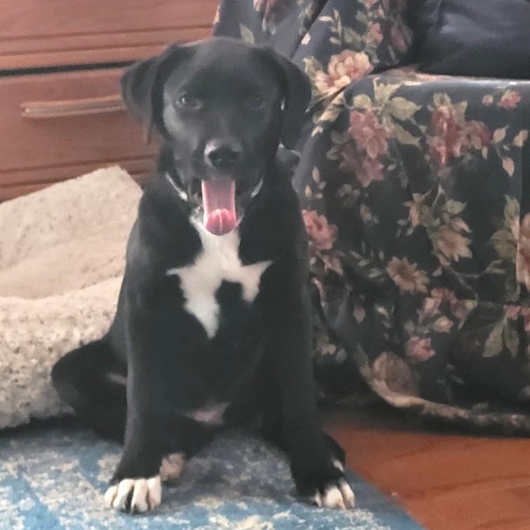 Charlie - Fostered in Massachusetts