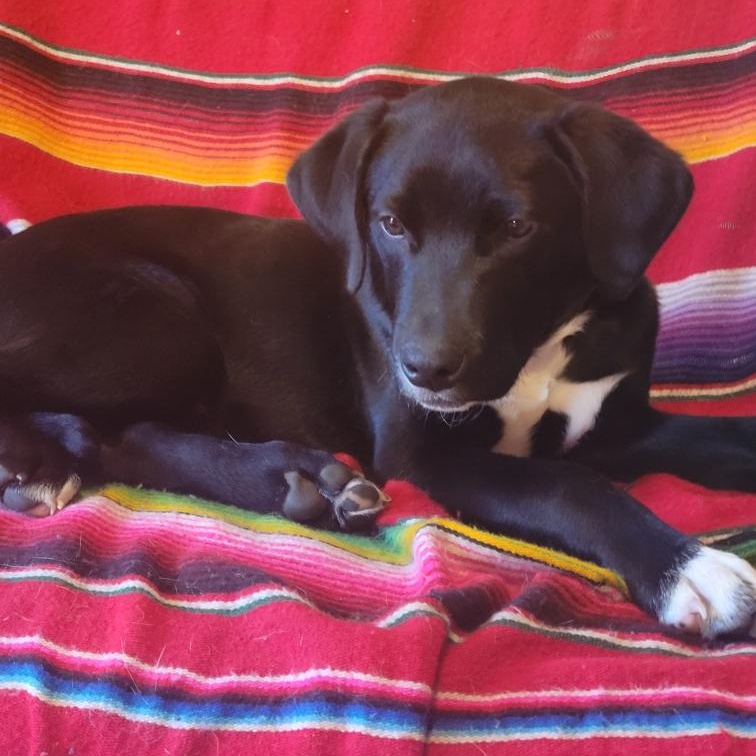 Charlie - Fostered in Massachusetts photo 3