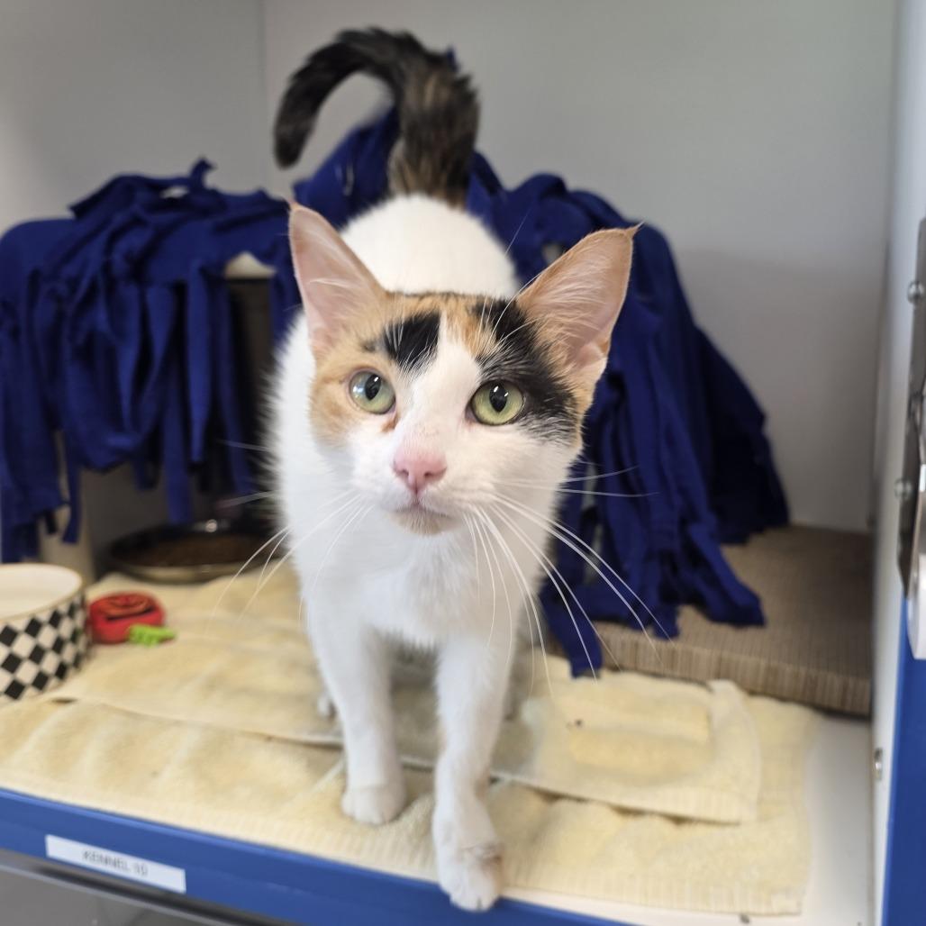 Deana, Adoptable, Adult Female Domestic Short Hair.