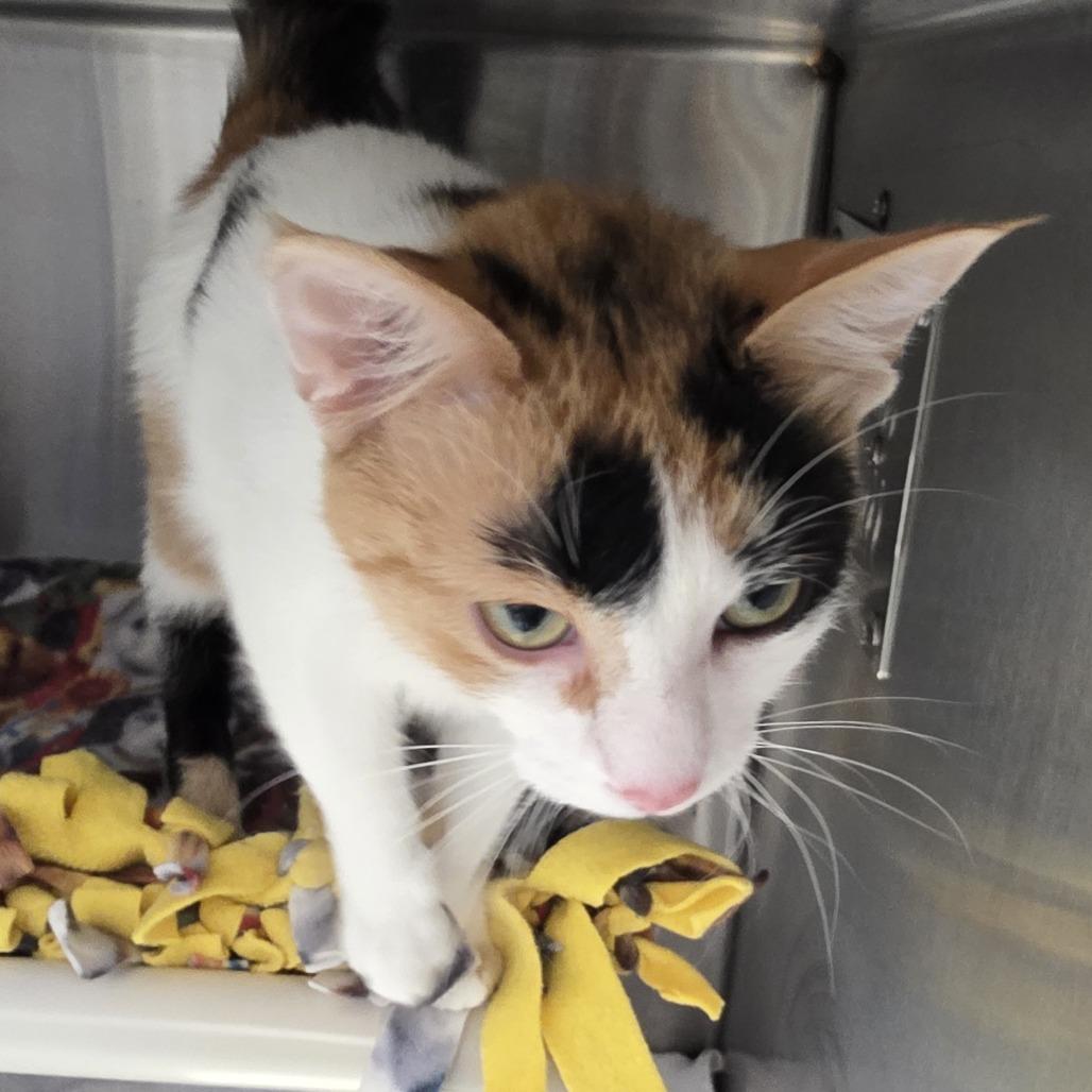 Enlarge Deana, a Adoptable Domestic Short Hair in Fort Wayne, IN image 2/6