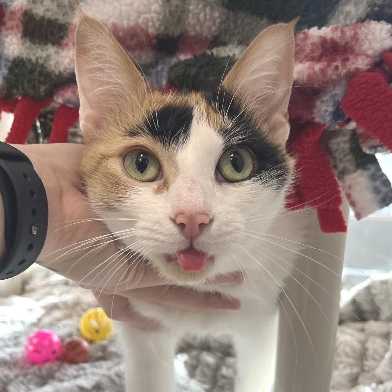 Enlarge Deana, a Adoptable Domestic Short Hair in Fort Wayne, IN image 3/6