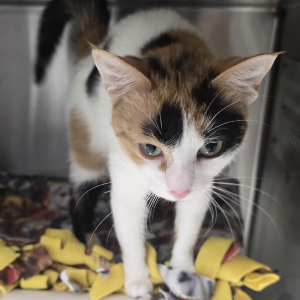 Enlarge Deana, a Adoptable Domestic Short Hair in Fort Wayne, IN image 4/6