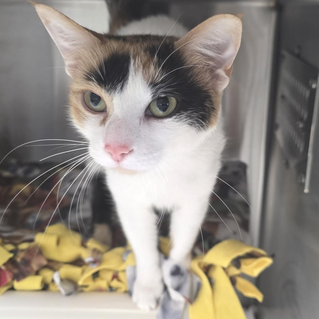 Enlarge Deana, a Adoptable Domestic Short Hair in Fort Wayne, IN image 5/6
