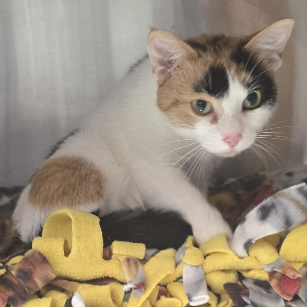 Enlarge Deana, a Adoptable Domestic Short Hair in Fort Wayne, IN image 6/6