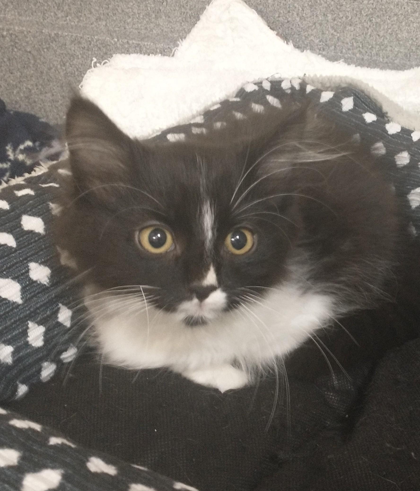 Porter, Adopted, Kitten Male Domestic Long Hair.