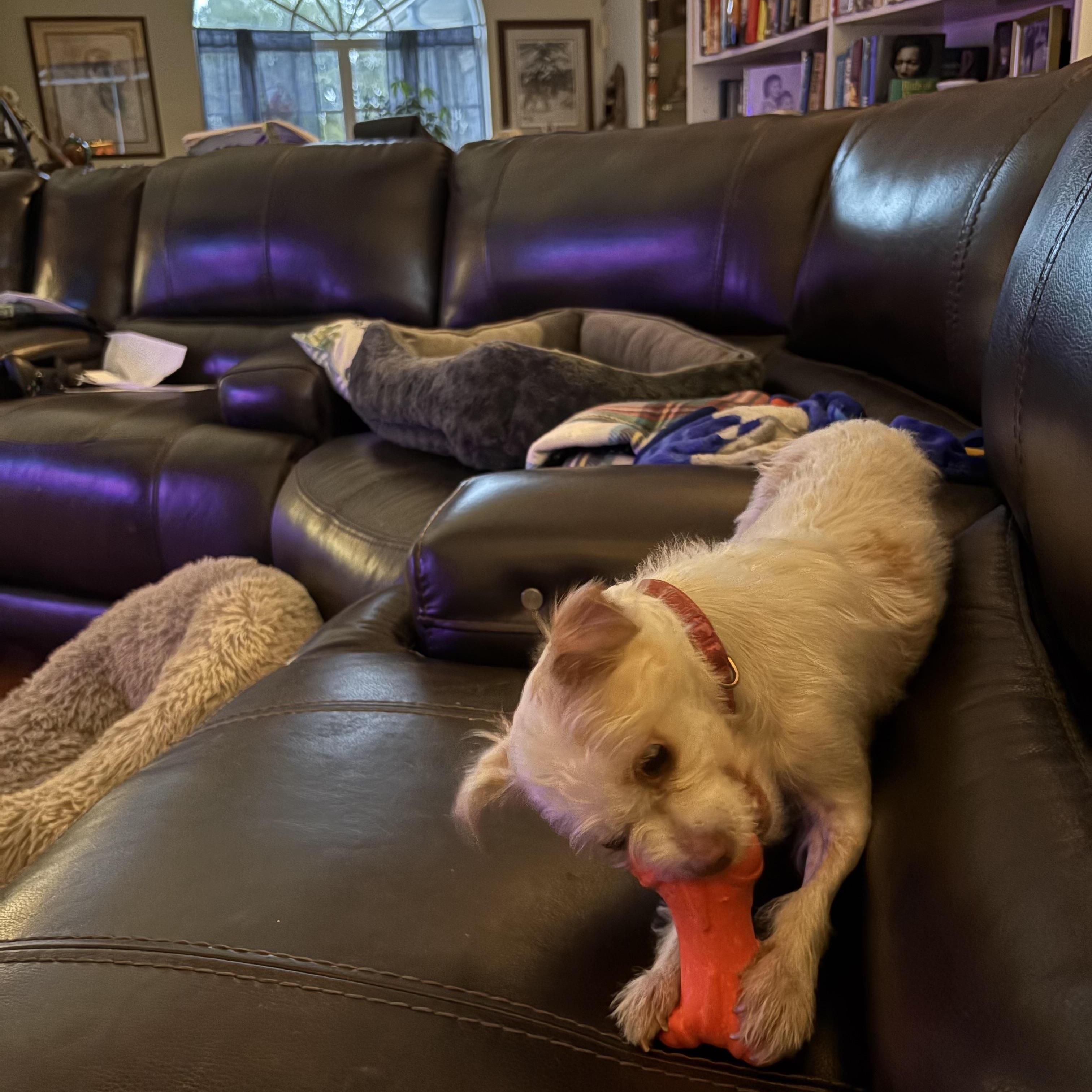 Luna, a ADOPTABLE mixed breed in Bradenton, FL image 2/3