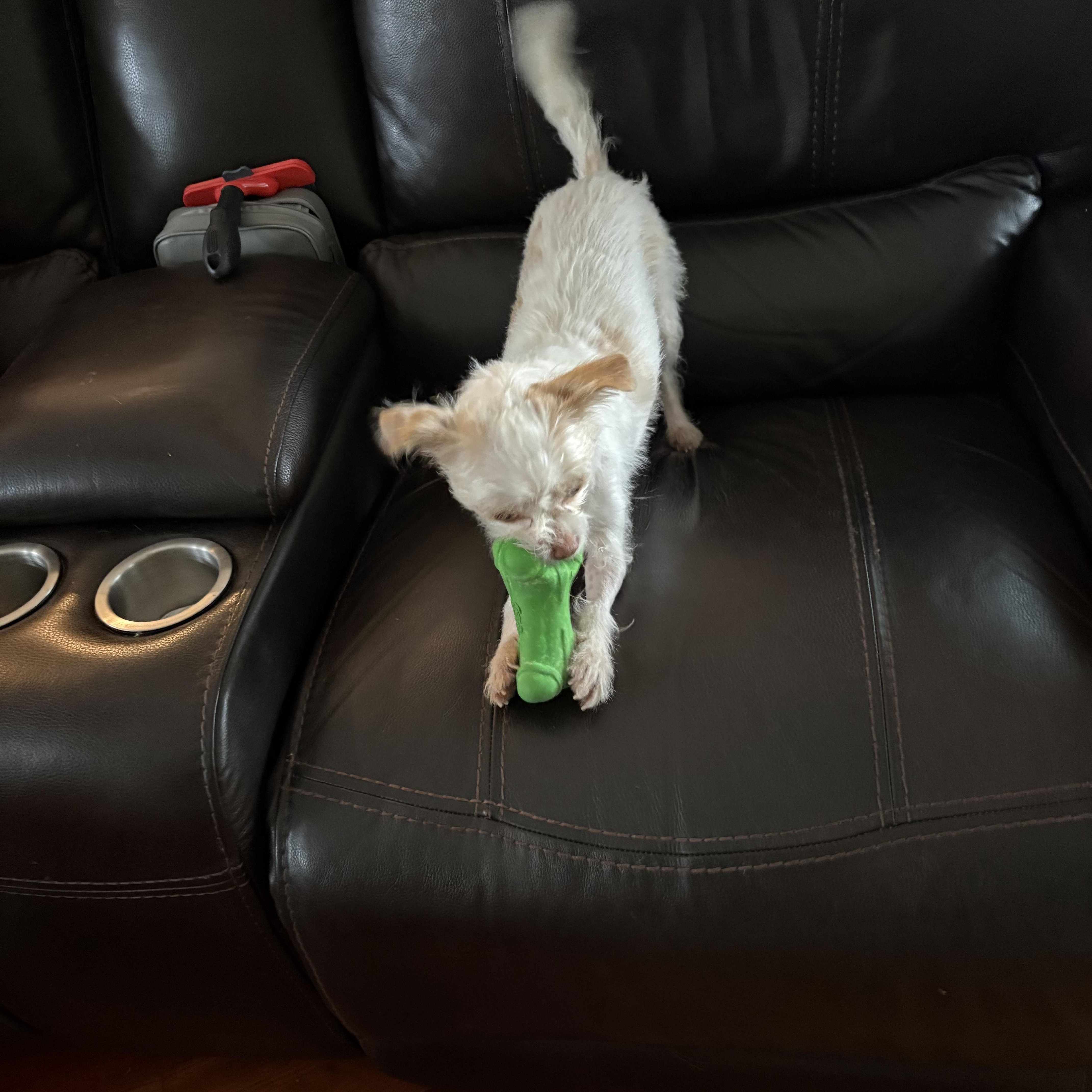 Luna, a ADOPTABLE mixed breed in Bradenton, FL image 3/3