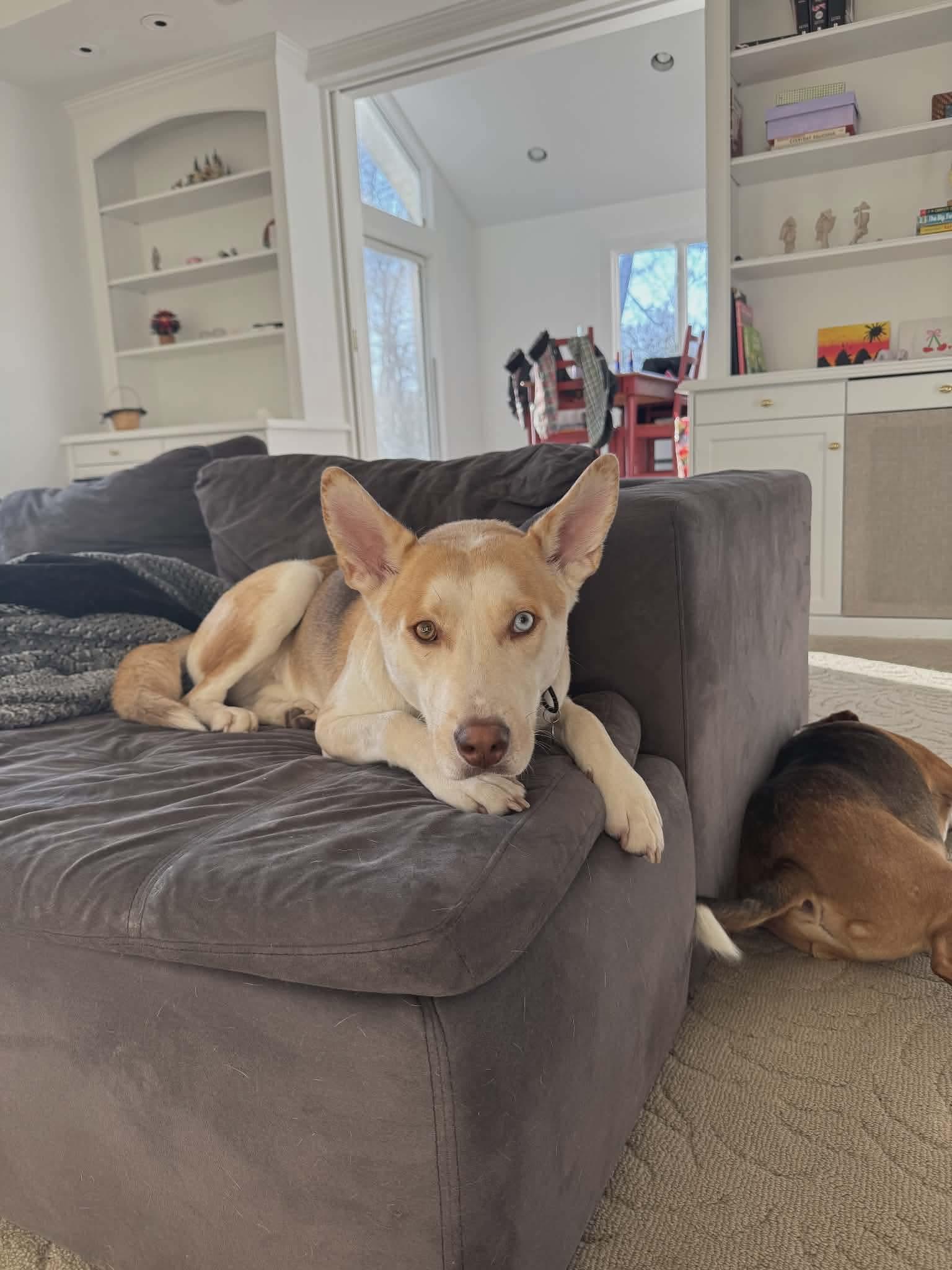 Enlarge Chance, a hold mixed breed in Westwood, NJ image 6/6