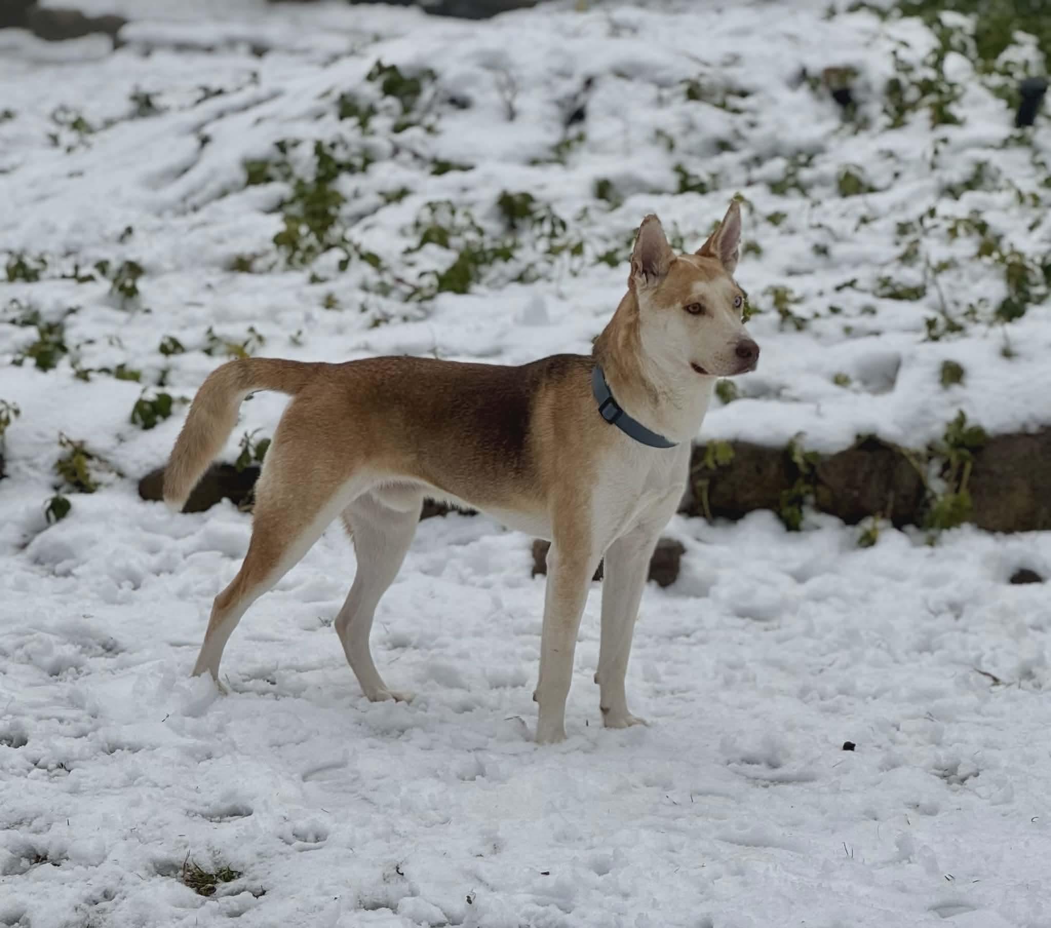 Enlarge Chance, a hold mixed breed in Westwood, NJ image 1/6