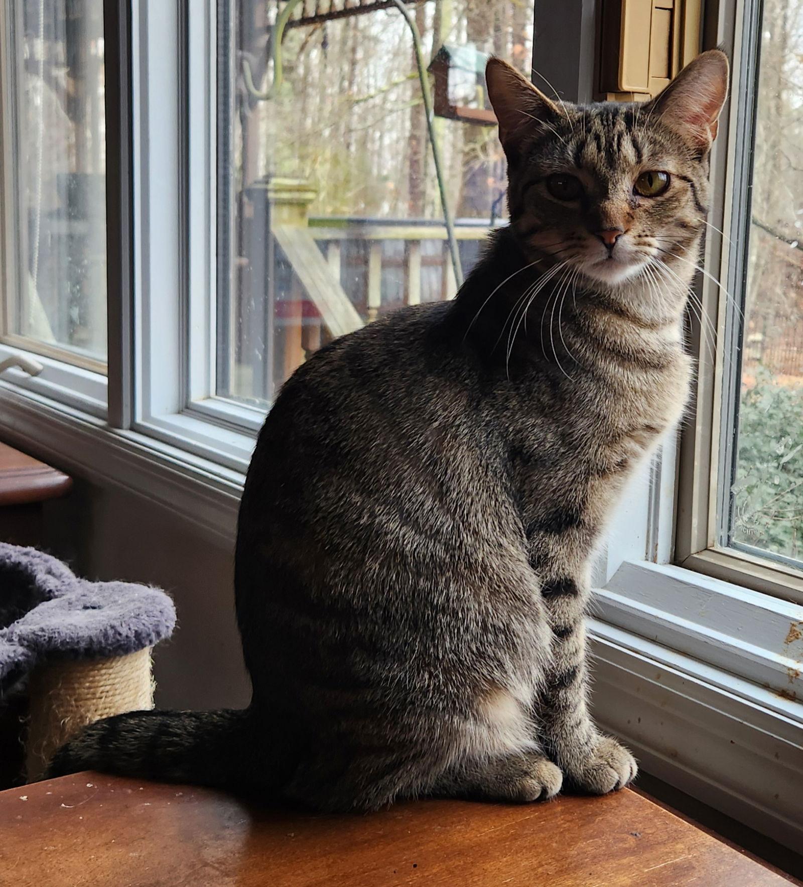 Eevee YOUNG FEMALE, a Adoptable Domestic Short Hair in Morehead, KY image 1/3