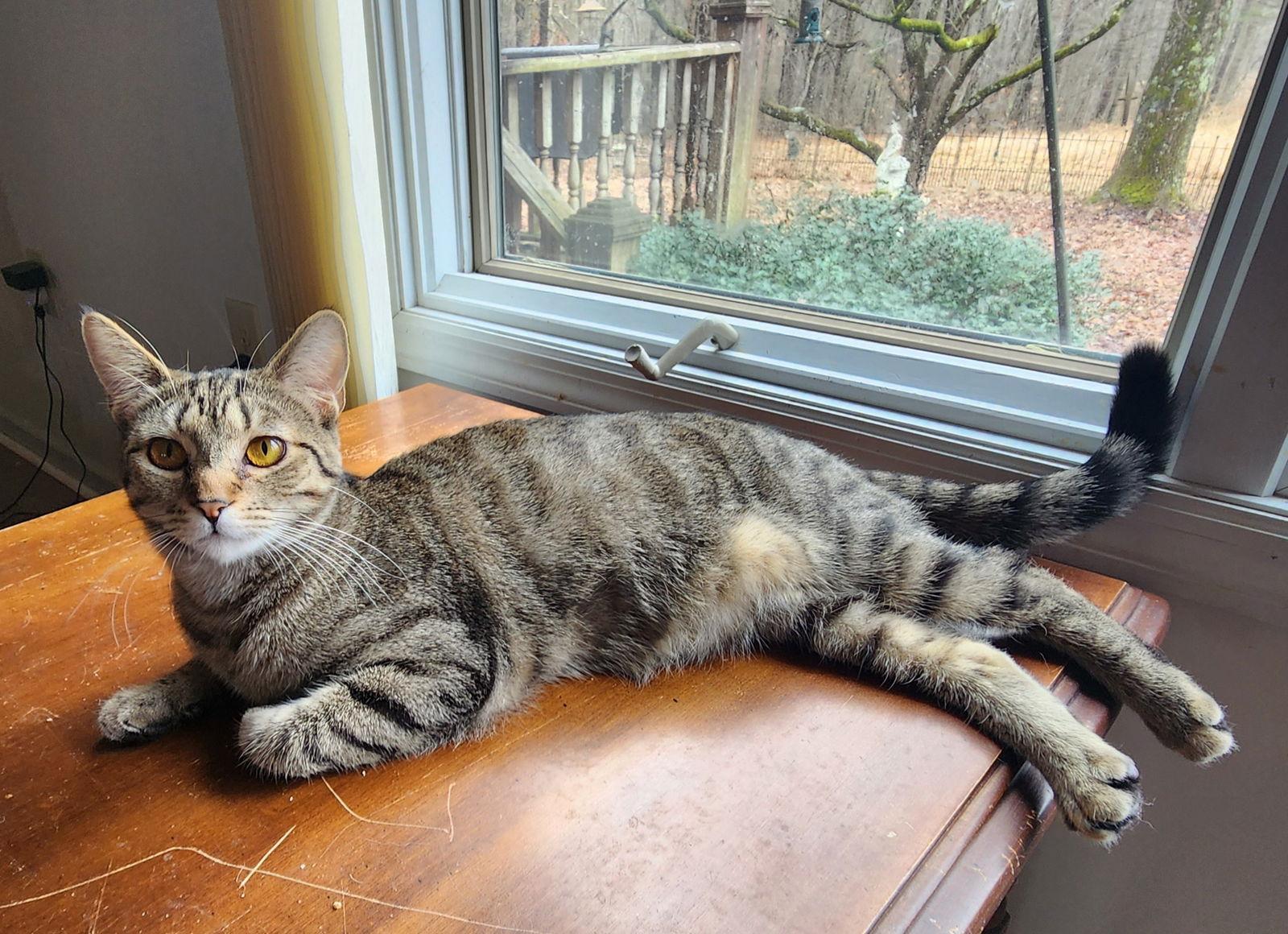 Eevee YOUNG FEMALE, a Adoptable Domestic Short Hair in Morehead, KY image 2/3