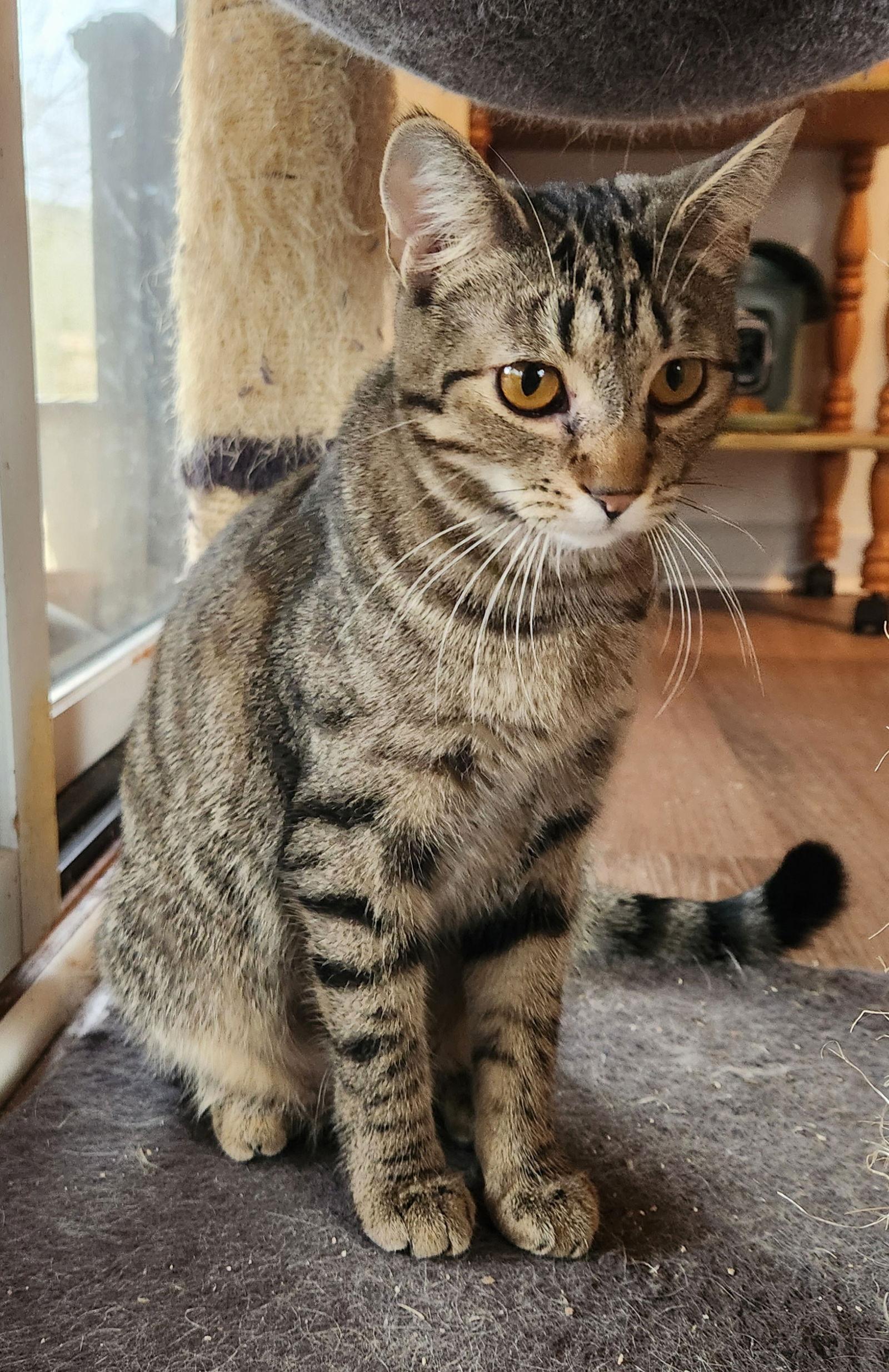 Eevee YOUNG FEMALE, a Adoptable Domestic Short Hair in Morehead, KY image 3/3