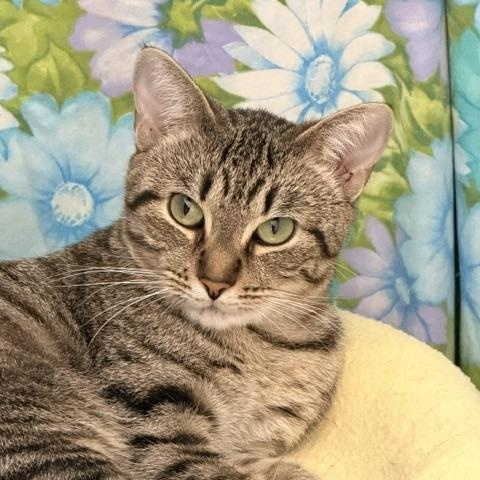 Pappardelle, ADOPTABLE, Adult Female Domestic Short Hair.