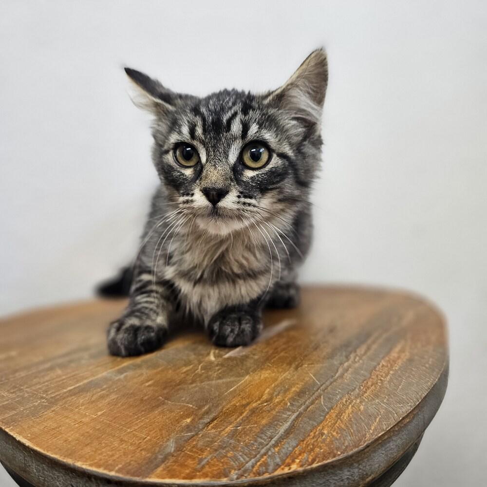 Enlarge Monday, a Adoptable mixed breed in Spokane , WA image 1/1