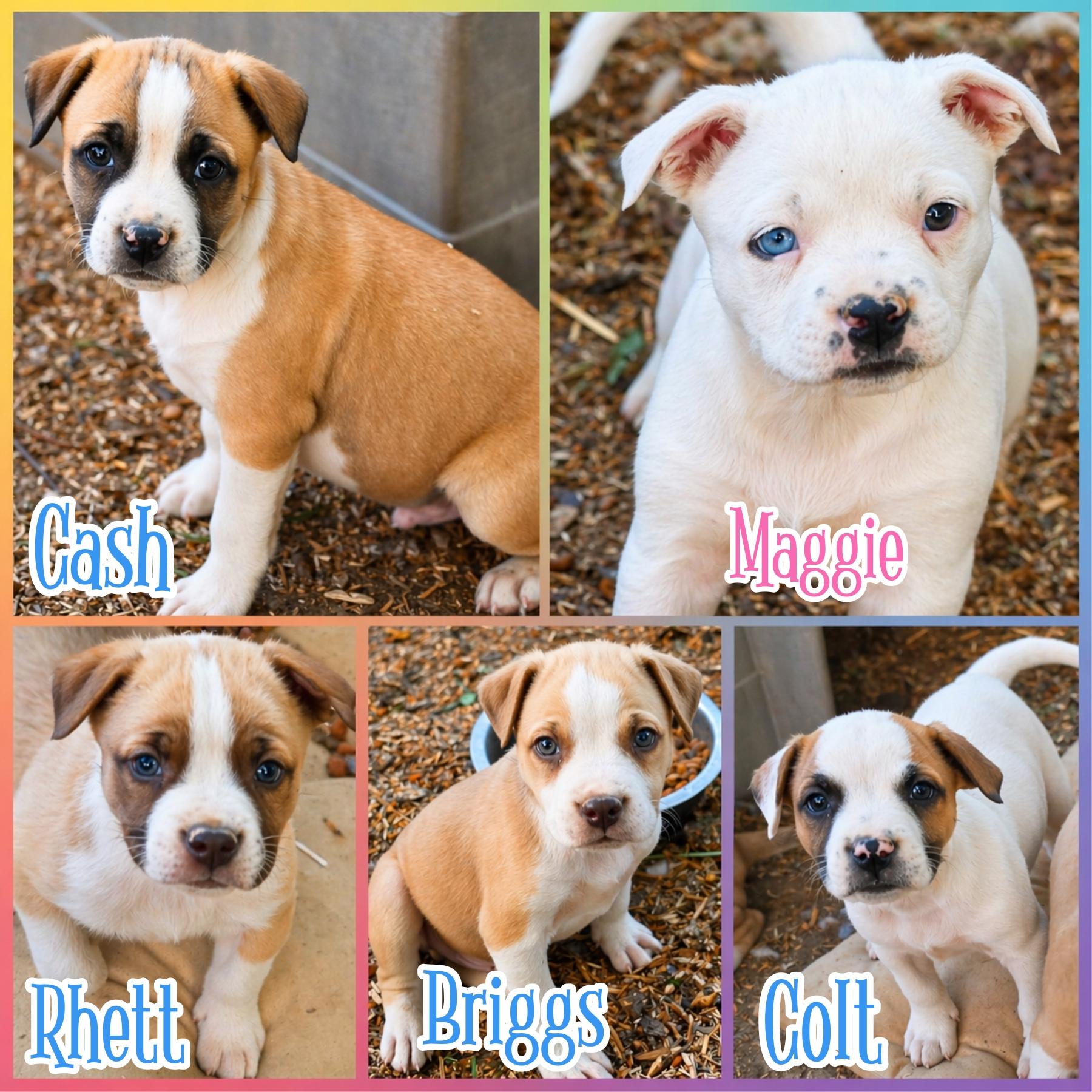 Enlarge Cash & siblings, a ADOPTABLE mixed breed in Blacksburg, SC image 1/2