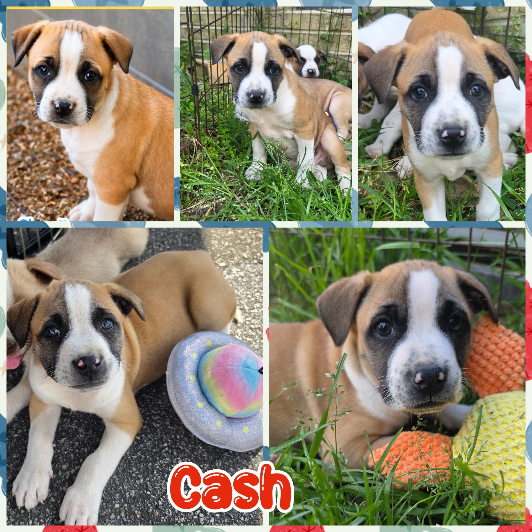 Enlarge Cash & siblings, a ADOPTABLE mixed breed in Blacksburg, SC image 2/2