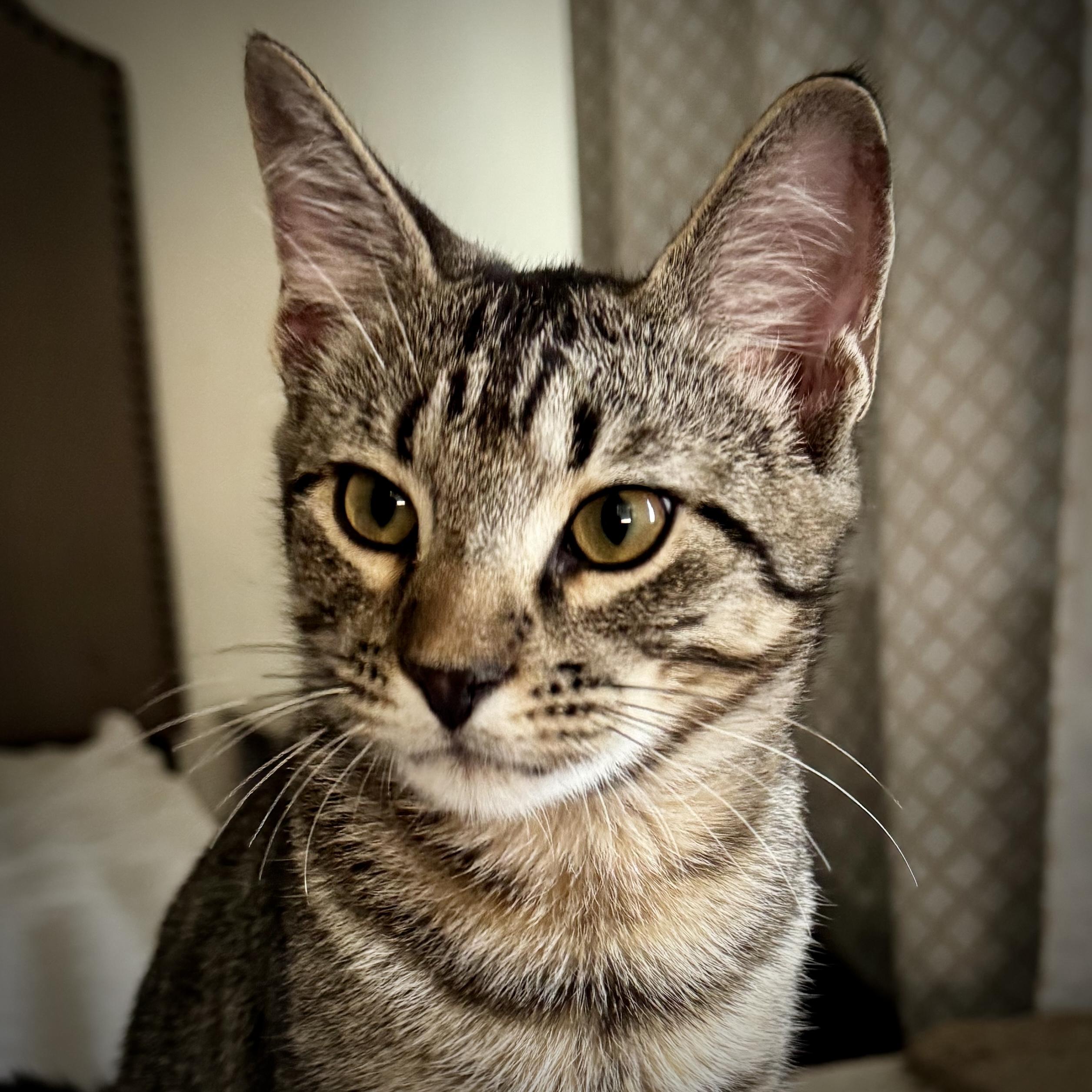 Hunter (Unique Tail!)