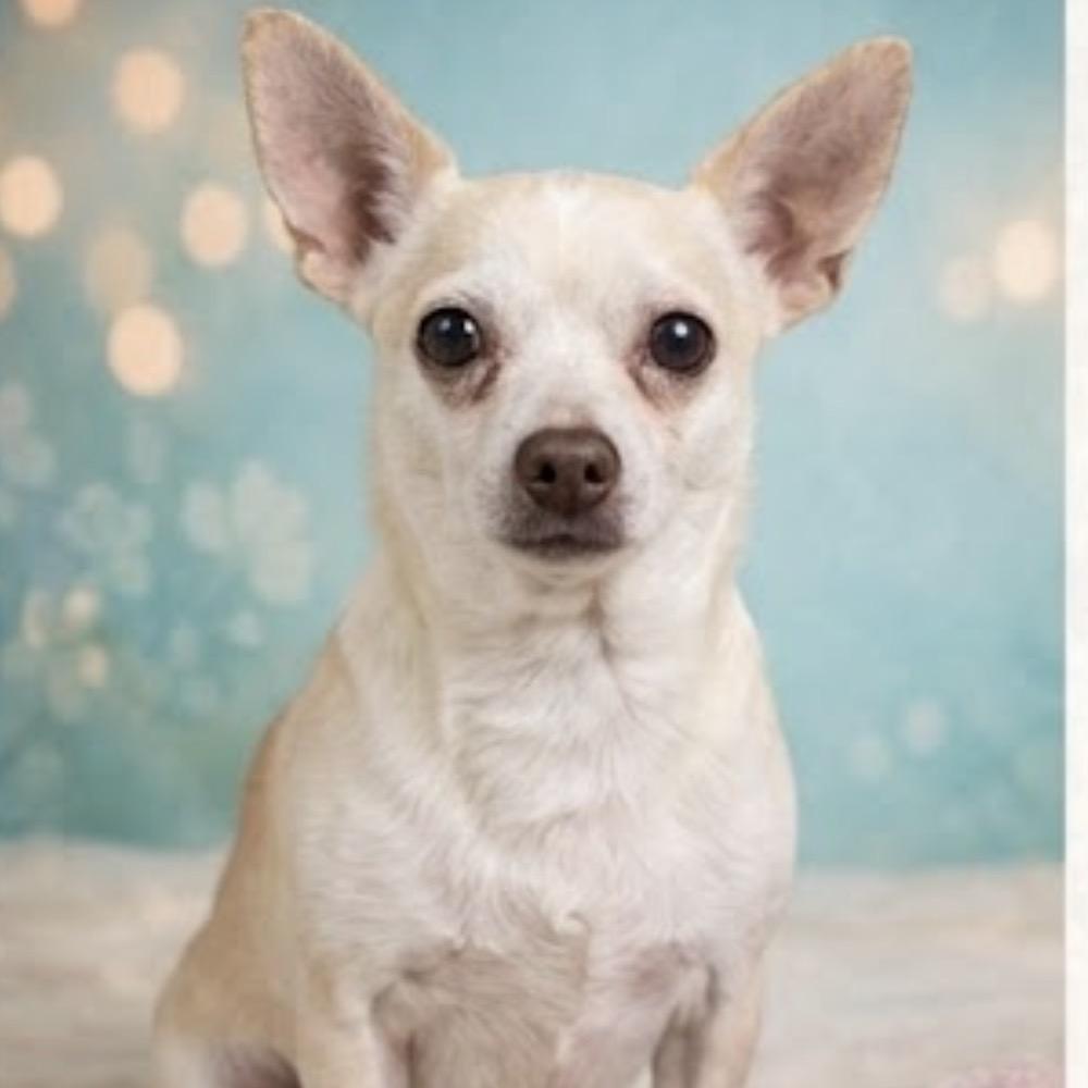 Chewy, Adoptable, Senior Male Chihuahua.