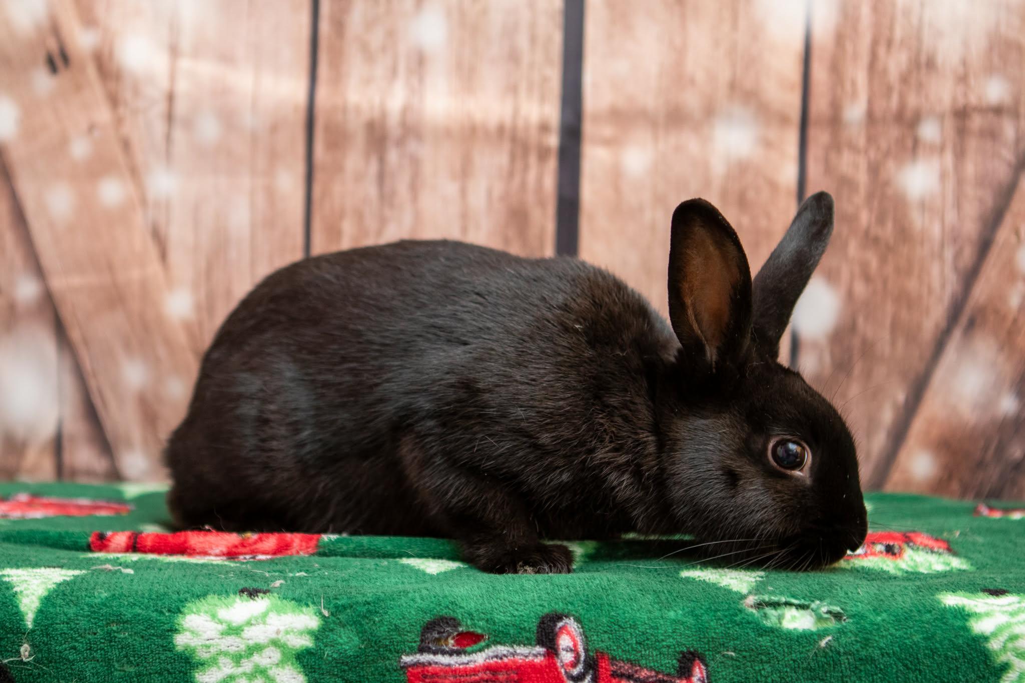 Enlarge Maize, a Adoptable mixed breed in Erie, PA image 2/2