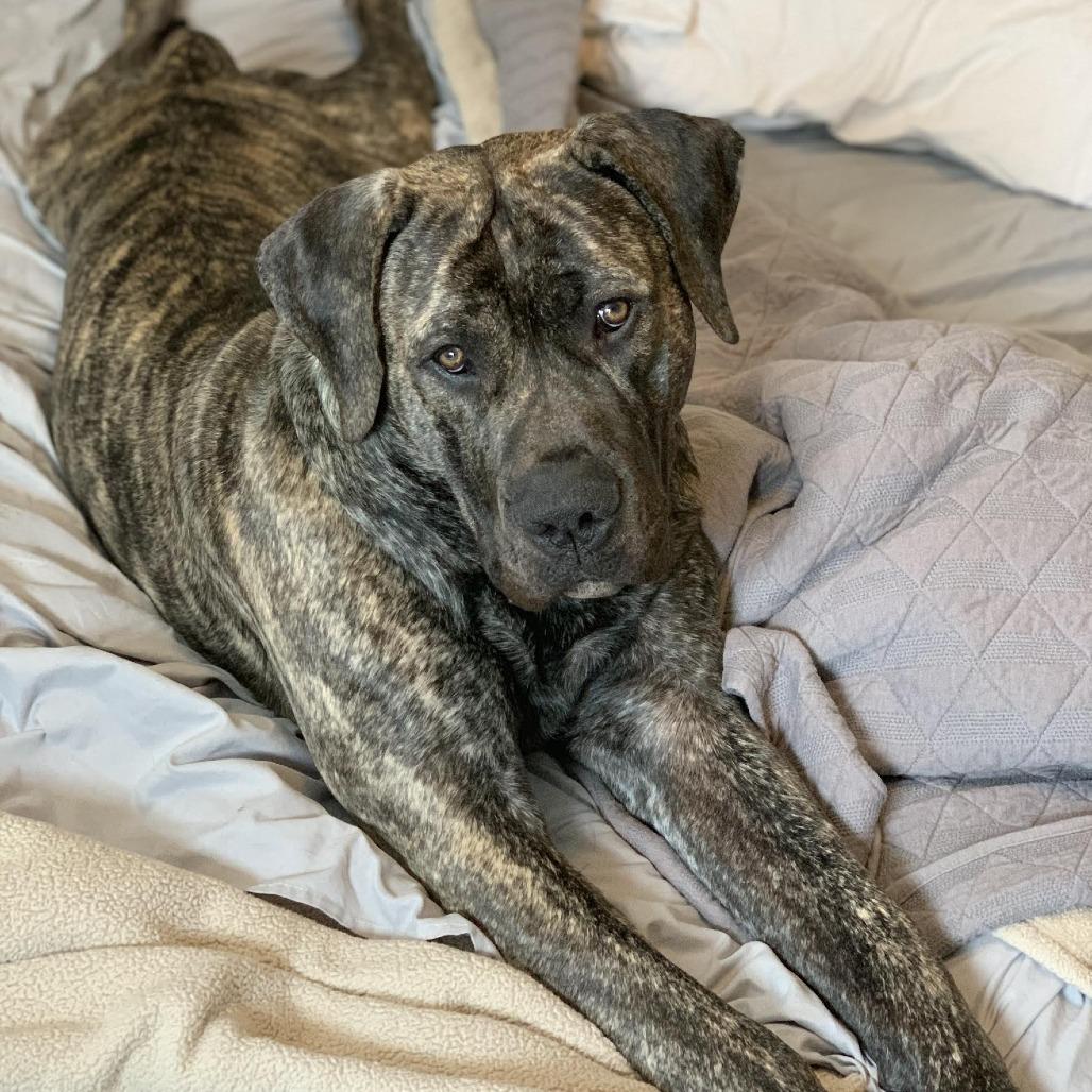 Boogie, Adoptable, Senior Male Boerboel.