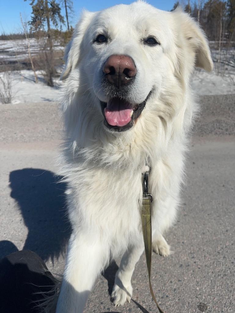 Happy, a Adoptable Great Pyrenees in Yellowknife, NT image 2/4