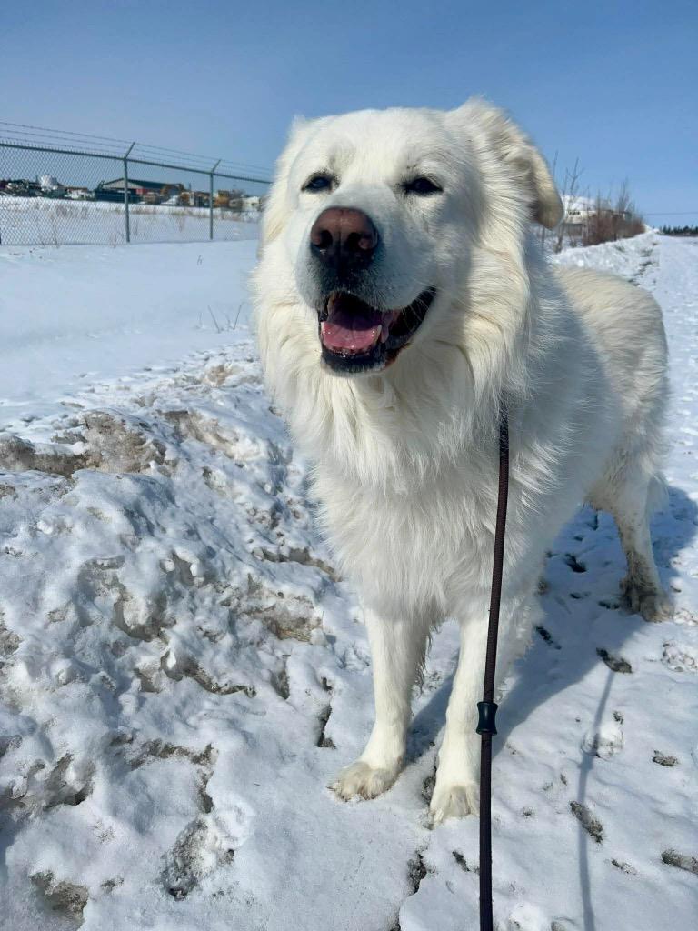 Happy, Adoptable, Adult Male Great Pyrenees.