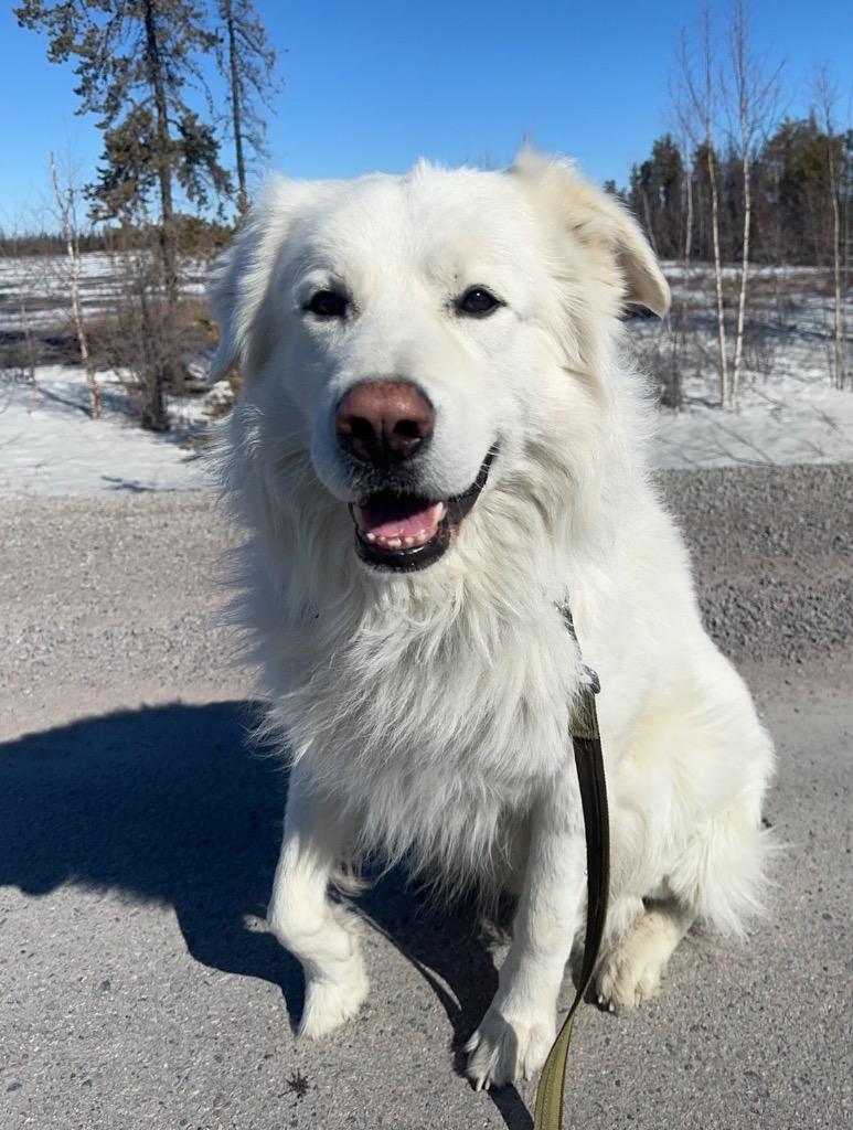 Happy, a Adoptable Great Pyrenees in Yellowknife, NT image 3/4