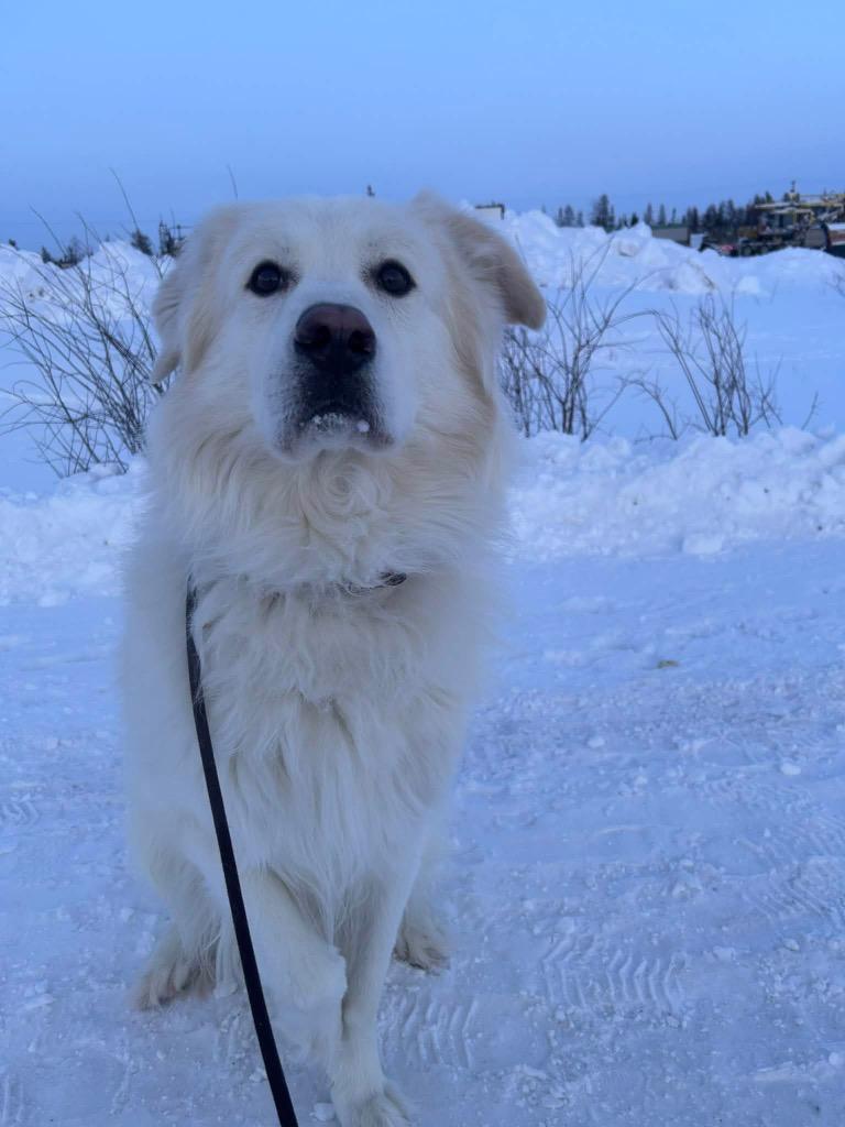 Happy, Adoptable, Adult Male Great Pyrenees.