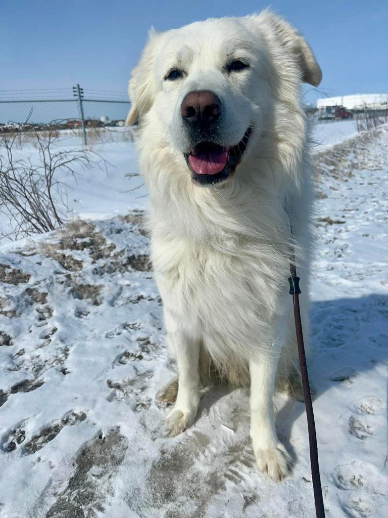 Enlarge Happy, a Adoptable Great Pyrenees in Yellowknife, NT image 2/3