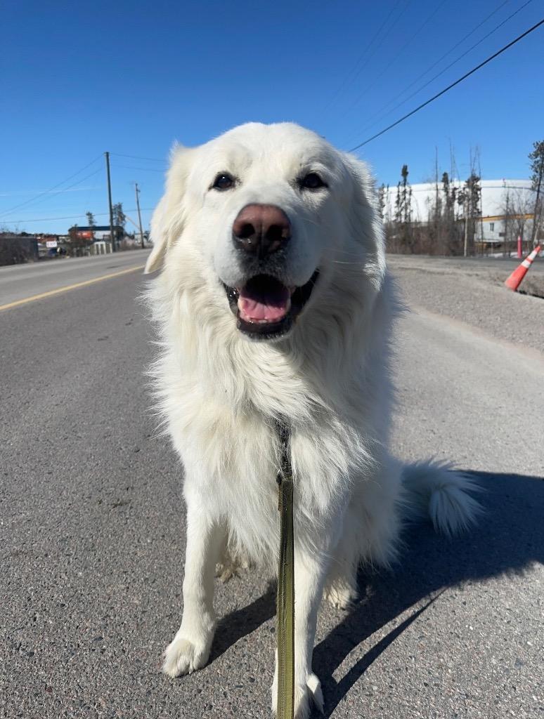 Happy, a Adoptable Great Pyrenees in Yellowknife, NT image 1/4