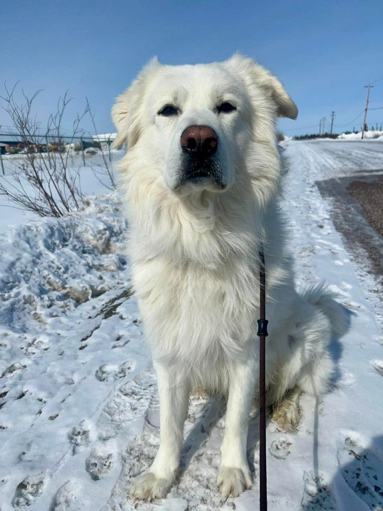 Enlarge Happy, a Adoptable Great Pyrenees in Yellowknife, NT image 3/3