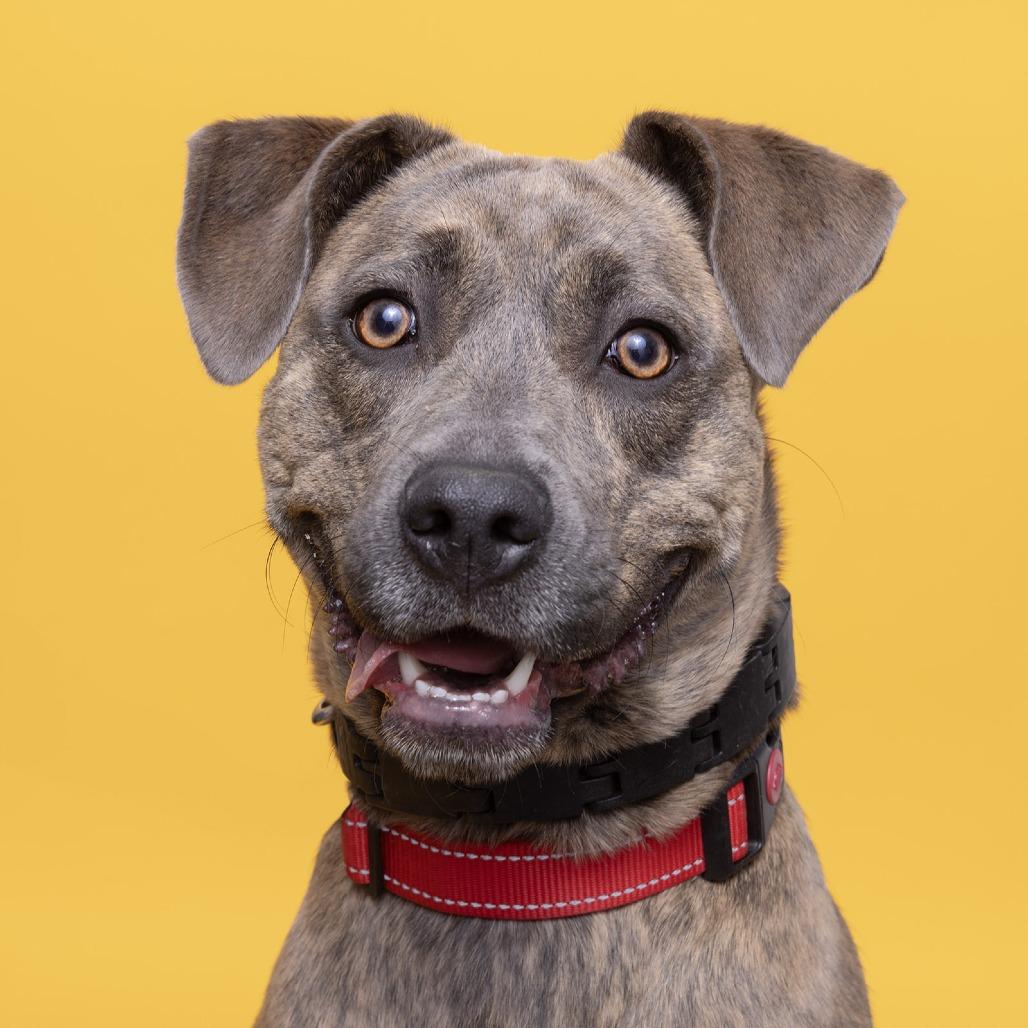 Enlarge Balayage, a Adoptable Mixed Breed in Franklin, TN image 1/2