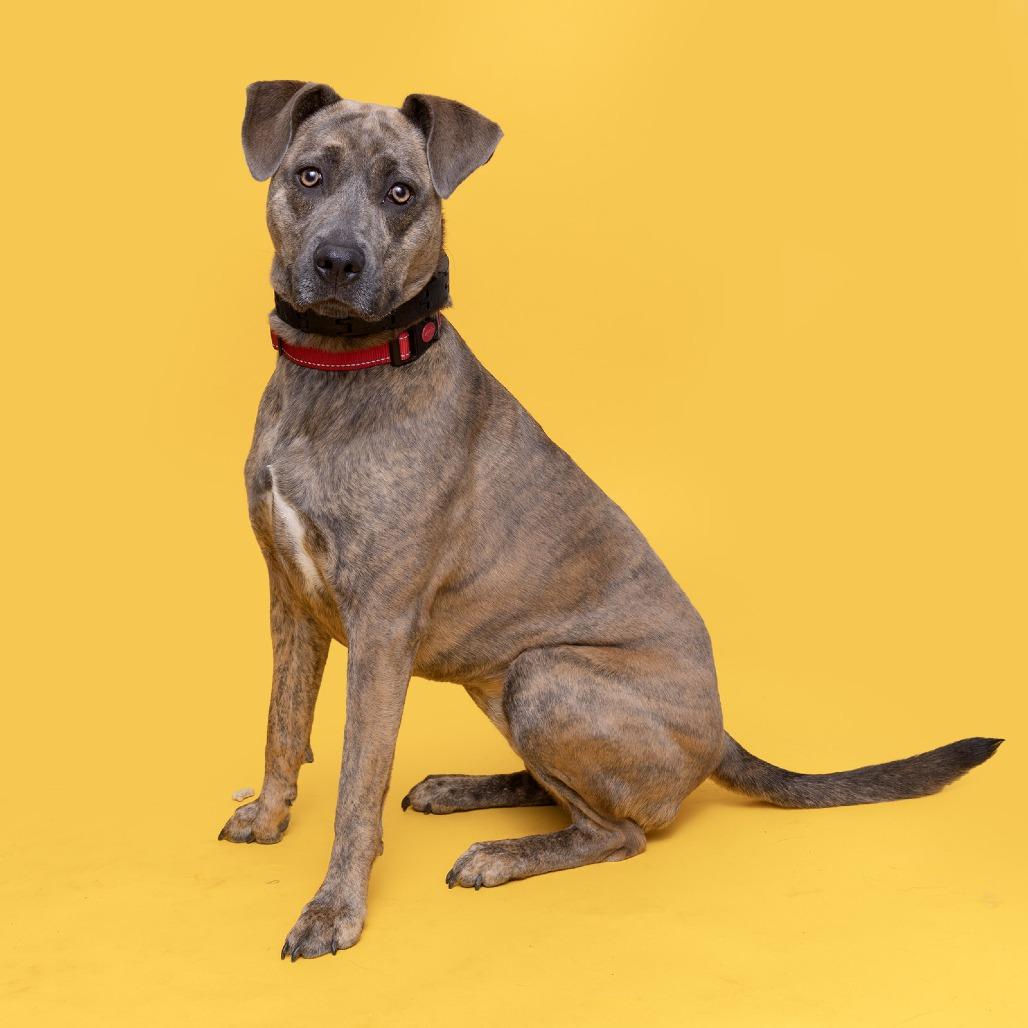 Enlarge Balayage, a Adoptable Mixed Breed in Franklin, TN image 2/2