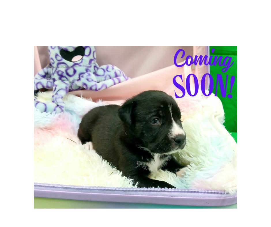 Tubby, an adoptable Terrier Mix in Brattleboro, VT_image-1