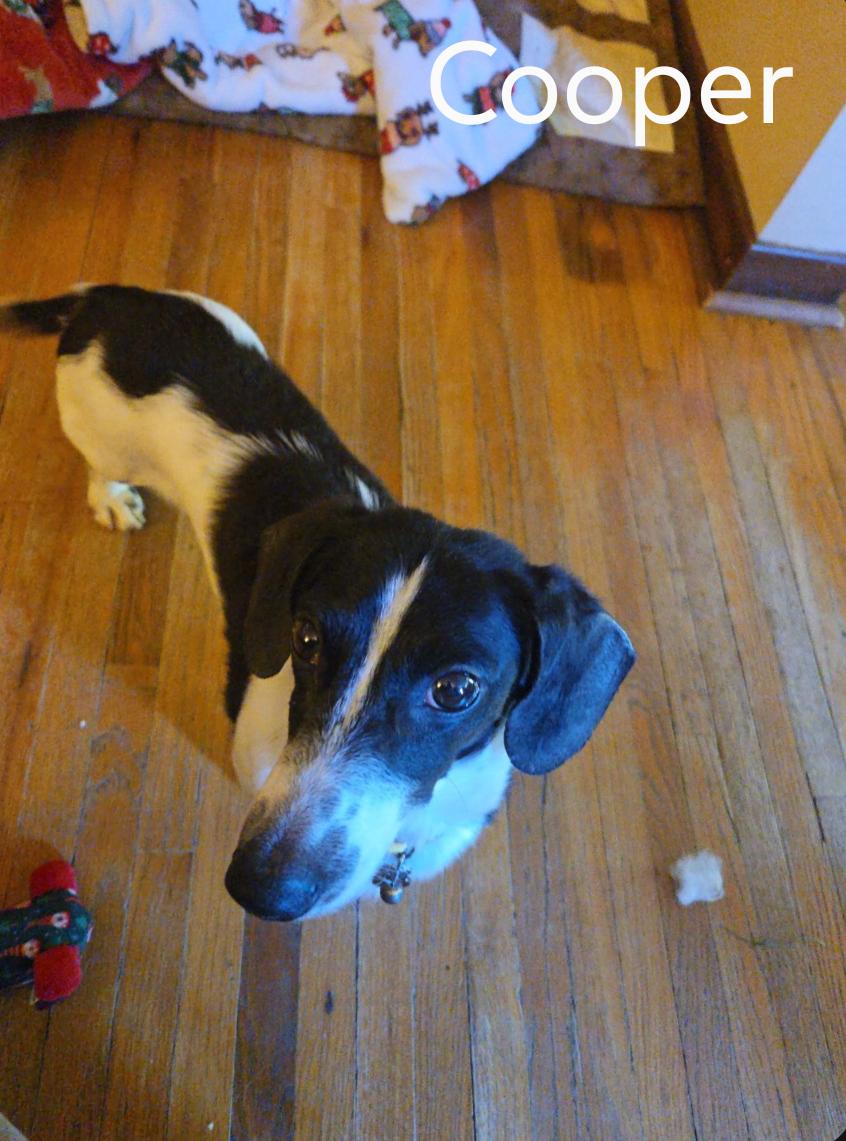 Cooper, Adoptable, Adult Male Dachshund.