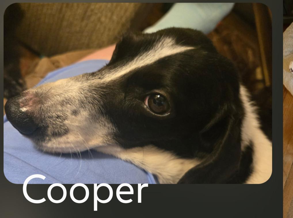 Cooper, a Adoptable Dachshund in Sioux Falls, SD image 2/3