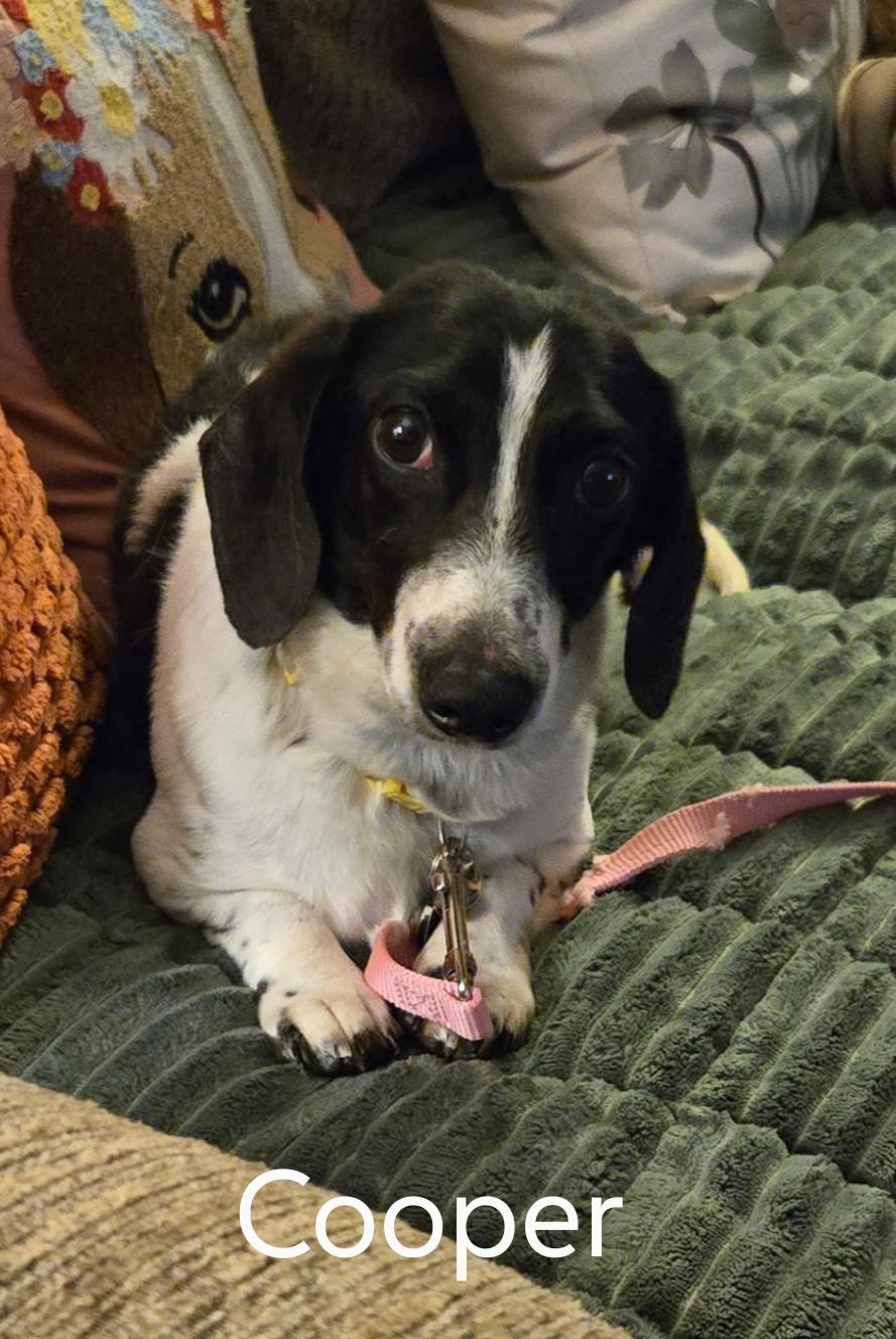 Cooper, a Adoptable Dachshund in Sioux Falls, SD image 3/3