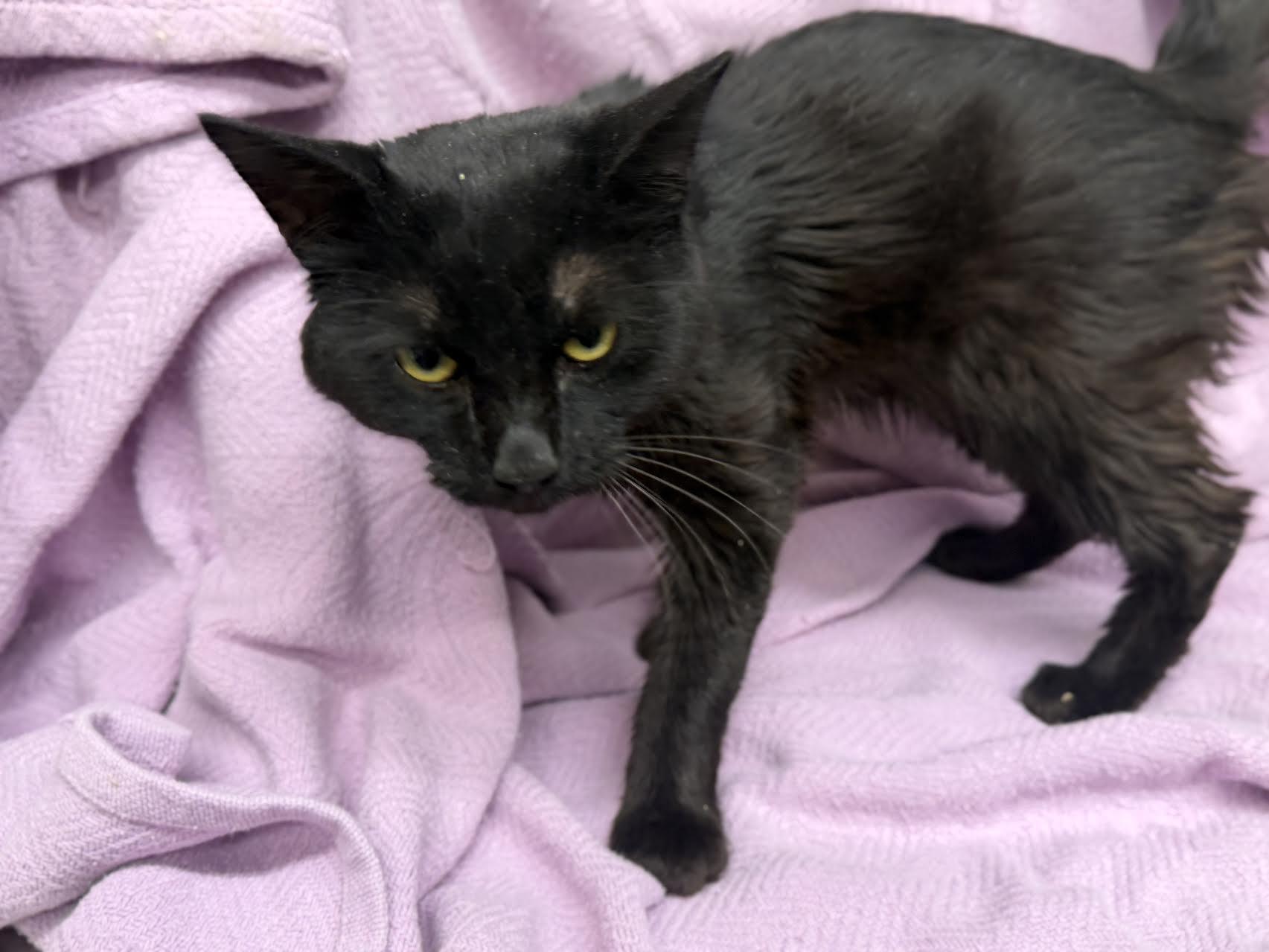 Herbert, adopted, Adult Male Domestic Short Hair.
