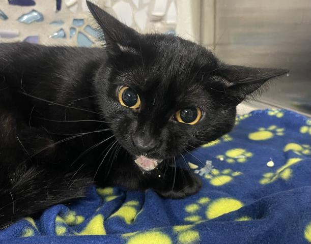 MRS. BEANS, Adoptable, Young Female Domestic Short Hair.