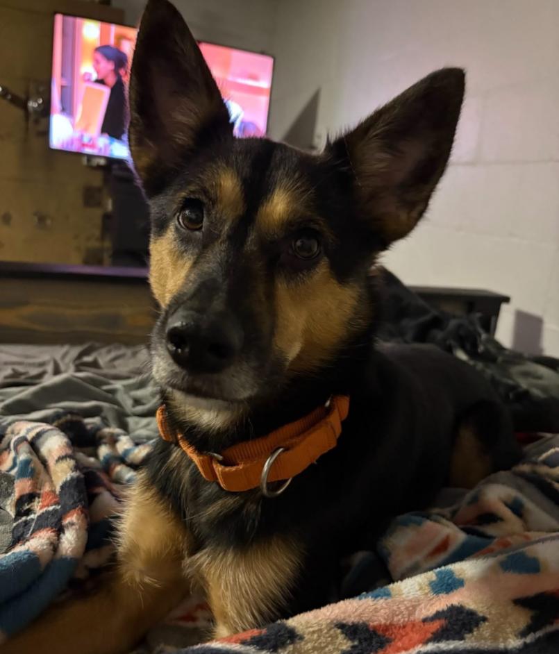 COSTATA, a Adoptable mixed breed in Carroll, OH image 3/4