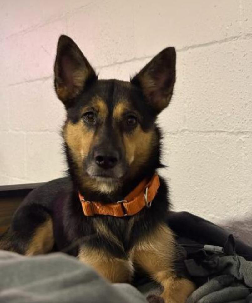 COSTATA, a Adoptable mixed breed in Carroll, OH image 4/4