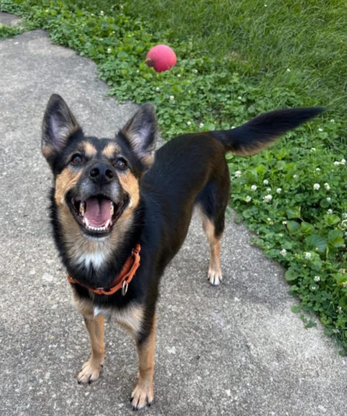 COSTATA, Adoptable, Adult Female German Shepherd Dog & Australian Cattle Dog / Blue Heeler.