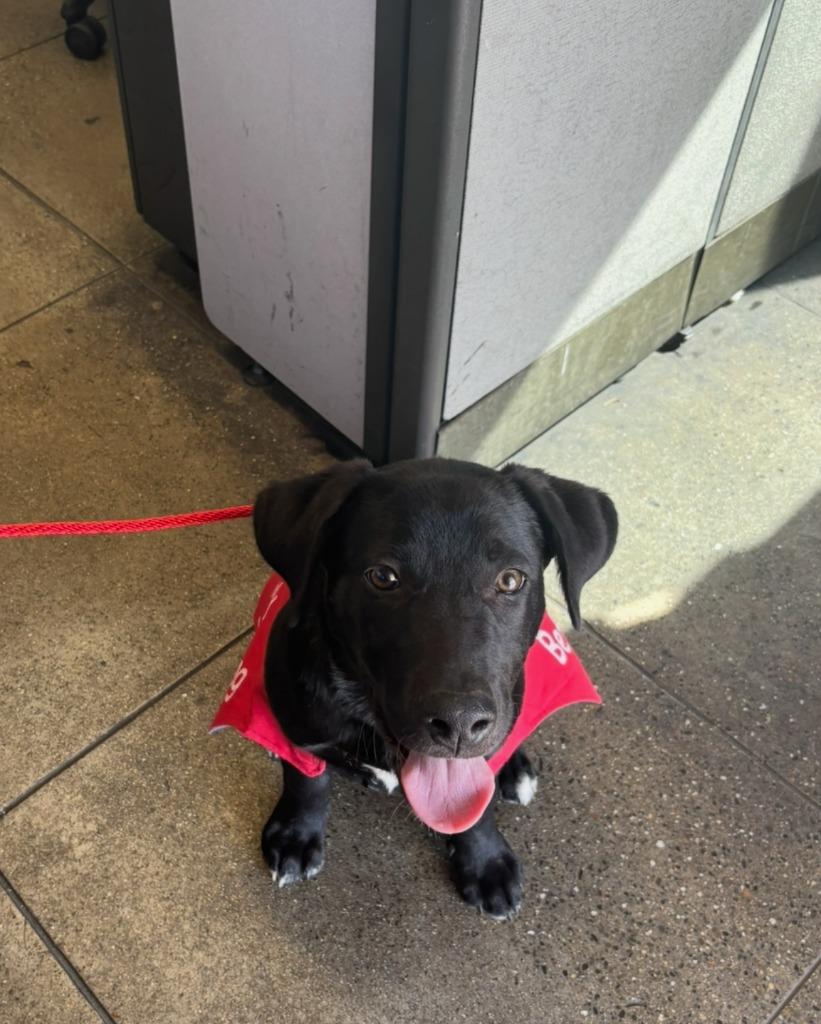26Logan, a ADOPTABLE mixed breed in Shingle Springs, CA image 1/2