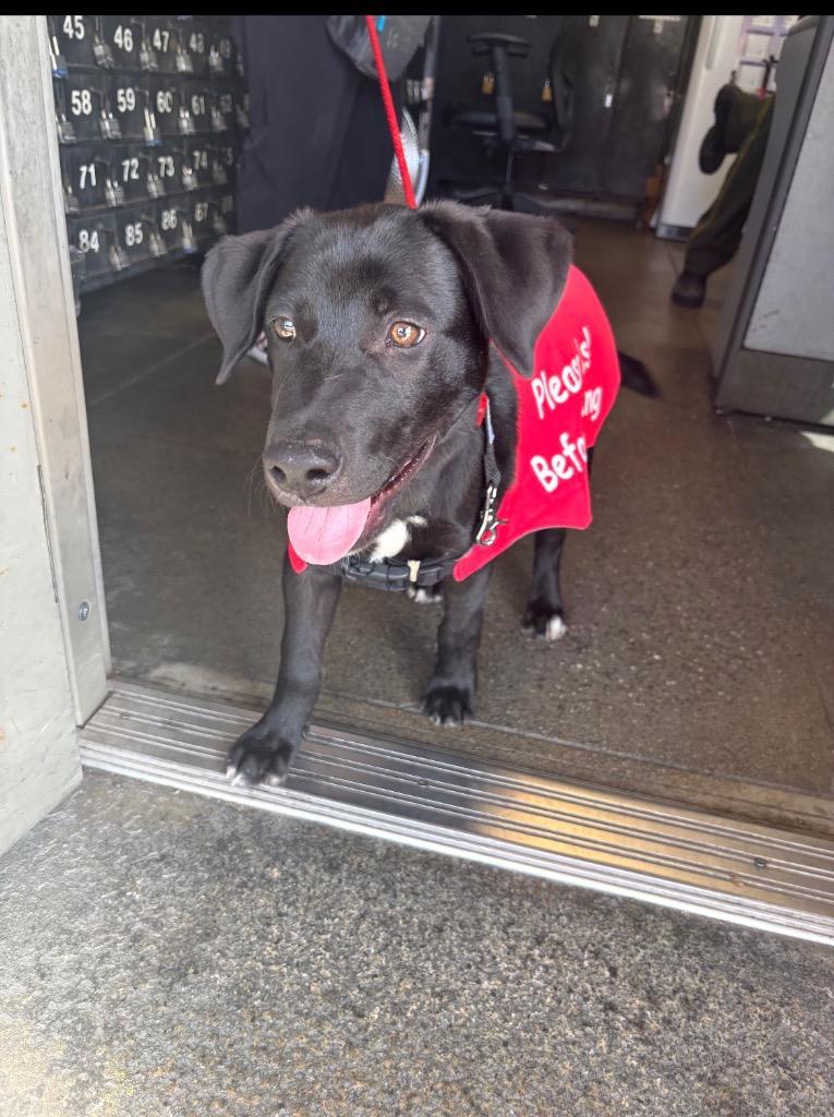 26Logan, a ADOPTABLE mixed breed in Shingle Springs, CA image 2/2