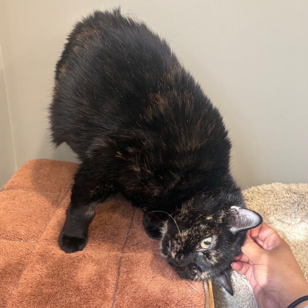 Enlarge Velmira, a Adoptable Domestic Short Hair in Puslinch, ON image 1/6